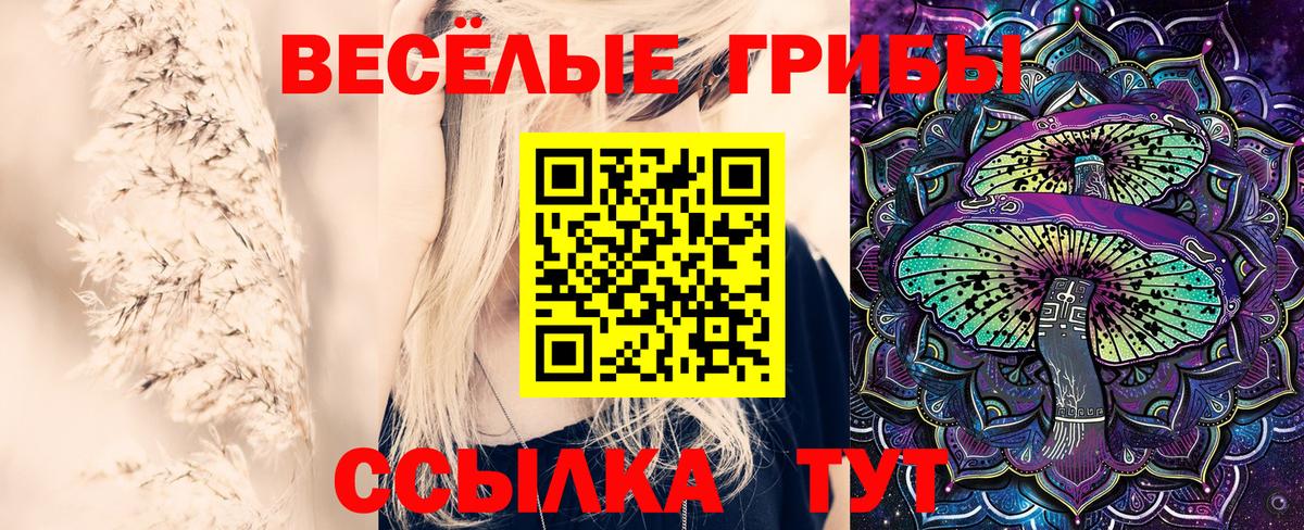 Галлюциногенные грибы Psilocybine cubensis Калининград